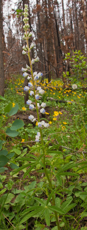 Mountain Lupine 1.jpg